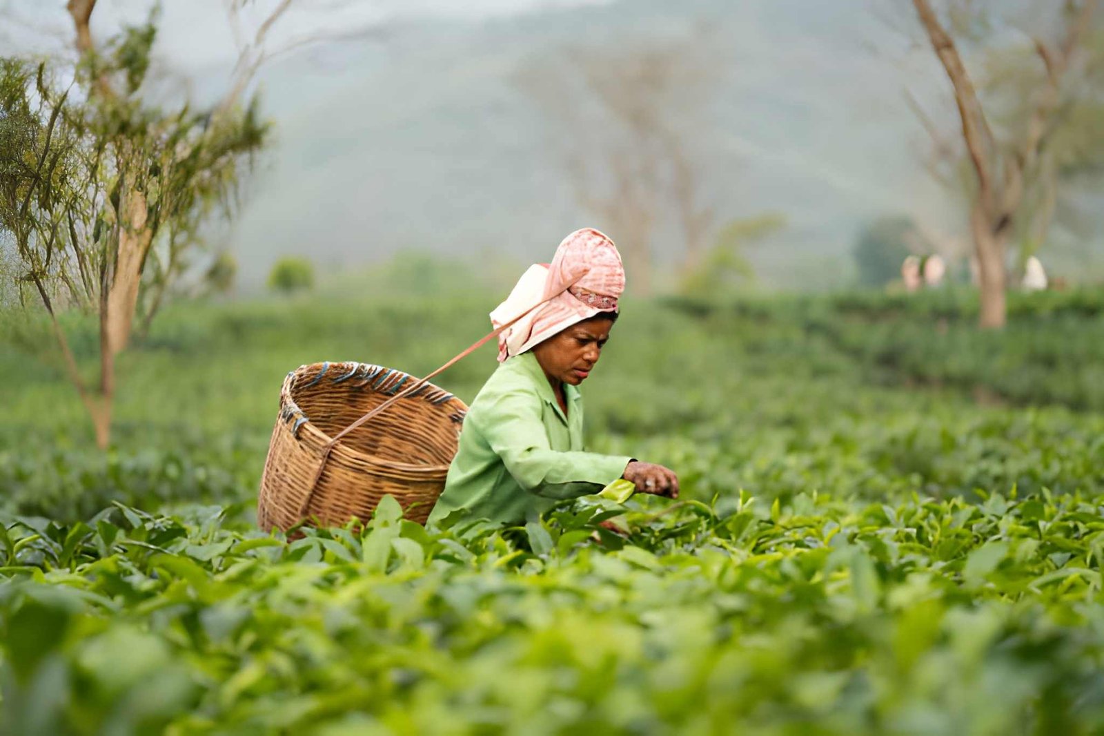 Tea harvesting